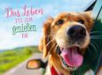 GOLDBEK Das Leben ist zum Genießen da! / Hund schaut aus Autofenster Lichtblicke Postkarte