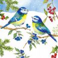 GOLLONG Blaumeisen im Schnee - Carola Pabst Postkarte