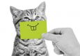 HARTUNG EDITION Grinsende Katze Kontraste Postkarte