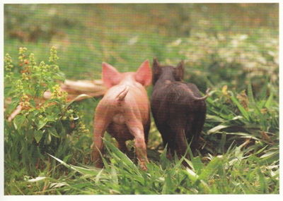 RANNENBERG Braunes und pinkes Ferkel Postkarte